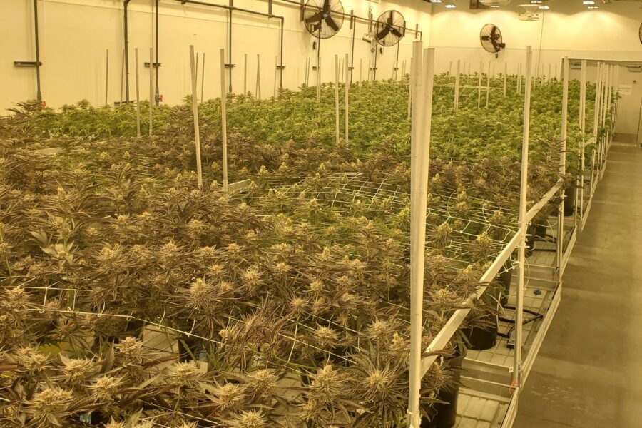 Video: How many flower rooms is best in commercial cannabis cultivation facility design?